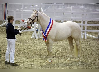 Piccolo Pony Tedesco, Stallone, 16 Anni, 155 cm, Cremello