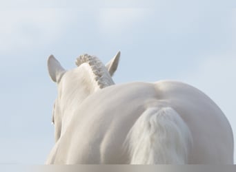 Piccolo Pony Tedesco, Stallone, 16 Anni, 155 cm, Cremello