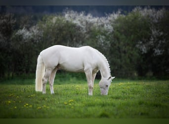Small German riding horse, Stallion, 14 years, 15.1 hh, Cremello