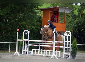 Kleines Deutsches Reitpferd, Hengst, 16 Jahre, 158 cm