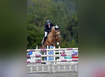Kleines Deutsches Reitpferd, Hengst, 16 Jahre, 158 cm