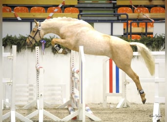 Petit cheval de selle allemand, Étalon, 14 Ans, 158 cm, Palomino