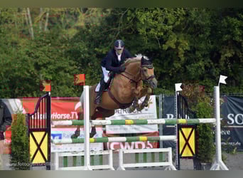 Piccolo Pony Tedesco, Stallone, 16 Anni, 158 cm, Palomino