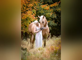 Piccolo Pony Tedesco, Stallone, 16 Anni, 158 cm, Palomino