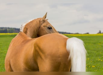 Piccolo Pony Tedesco, Stallone, 16 Anni, 158 cm, Palomino