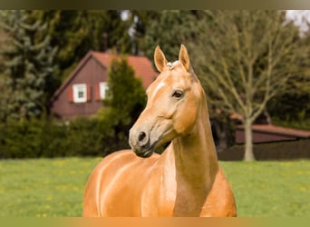 Small German riding horse, Stallion, 14 years, 15.2 hh, Palomino