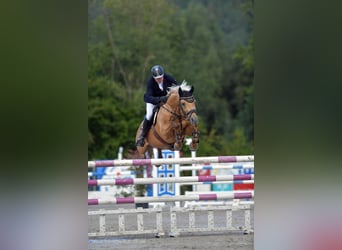 Small German riding horse, Stallion, 14 years, 15.2 hh, Palomino