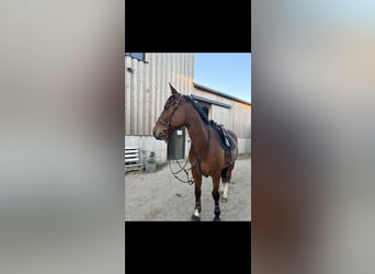 Sonstige Rassen, Hengst, 10 Jahre, 170 cm, Brauner