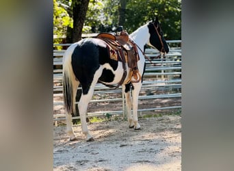Sonstige Rassen, Hengst, 13 Jahre, 157 cm, White