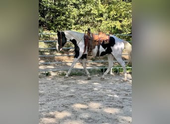 Sonstige Rassen, Hengst, 13 Jahre, 157 cm, White