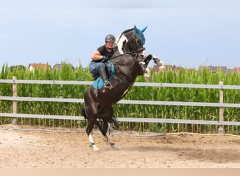 Sonstige Rassen, Hengst, 16 Jahre, 144 cm, Schecke