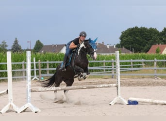 Sonstige Rassen, Hengst, 17 Jahre, 144 cm, Schecke