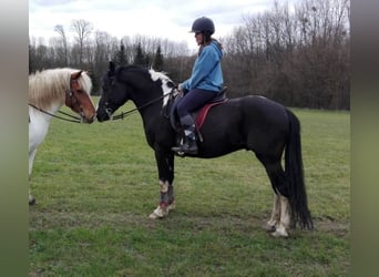 Sonstige Rassen, Hengst, 17 Jahre, 144 cm, Schecke