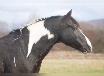 Sonstige Rassen, Hengst, 17 Jahre, 144 cm, Schecke
