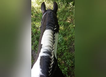 Sonstige Rassen, Hengst, 17 Jahre, 144 cm, Schecke