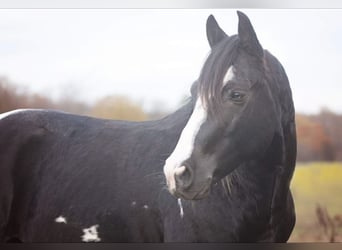 Sonstige Rassen, Hengst, 17 Jahre, 144 cm, Schecke