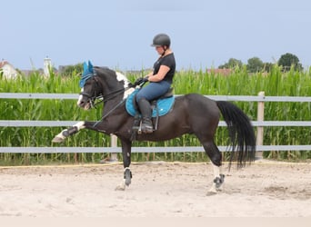 Sonstige Rassen, Hengst, 17 Jahre, 144 cm, Schecke