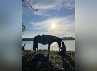 Sonstige Rassen, Hengst, 17 Jahre, 144 cm, Schecke