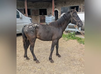 Sonstige Rassen, Hengst, 1 Jahr, 125 cm, Pearl