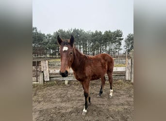 Sonstige Rassen, Hengst, 1 Jahr, 150 cm, Brauner