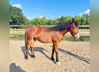 Sonstige Rassen, Hengst, 1 Jahr, 155 cm