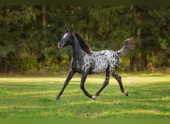 Sonstige Rassen Mix, Hengst, 1 Jahr, 165 cm, Tigerschecke