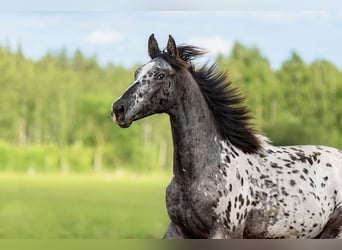 Sonstige Rassen Mix, Hengst, 1 Jahr, 165 cm, Tigerschecke
