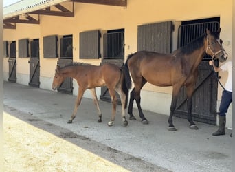 Sonstige Rassen, Hengst, 1 Jahr, Brauner