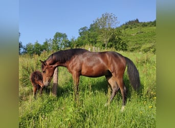 Sonstige Rassen Mix, Hengst, 1 Jahr, Dunkelbrauner
