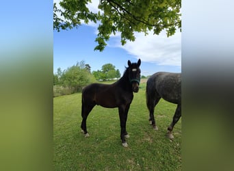Sonstige Rassen, Hengst, 1 Jahr, Rappe