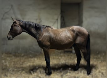 Sonstige Rassen, Hengst, 1 Jahr, Rotbrauner