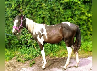 Sonstige Rassen, Hengst, 1 Jahr, Schecke