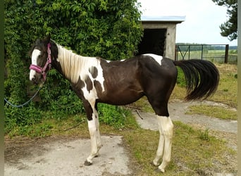 Sonstige Rassen, Hengst, 1 Jahr, Schecke
