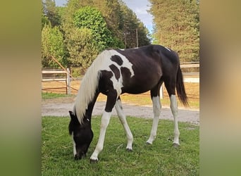 Sonstige Rassen, Hengst, 1 Jahr, Schecke