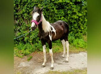 Sonstige Rassen, Hengst, 1 Jahr, Schecke