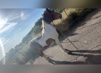 Sonstige Rassen, Hengst, 1 Jahr, Schecke