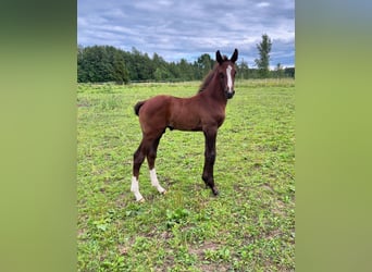 Sonstige Rassen, Hengst, 1 Jahr, Schimmel