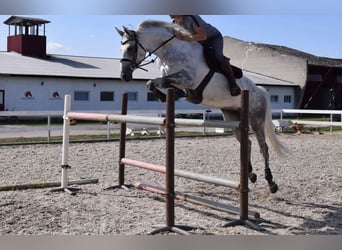 Sonstige Rassen, Hengst, 1 Jahr, Schimmel