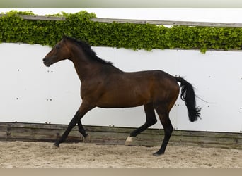 Sonstige Rassen, Hengst, 21 Jahre, 164 cm, Brauner