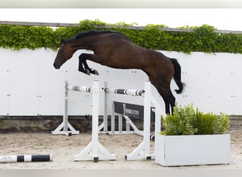 Sonstige Rassen, Hengst, 21 Jahre, 164 cm, Brauner