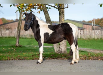 Sonstige Rassen, Hengst, 2 Jahre, 116 cm, Schecke