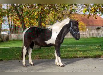 Sonstige Rassen, Hengst, 2 Jahre, 116 cm, Schecke