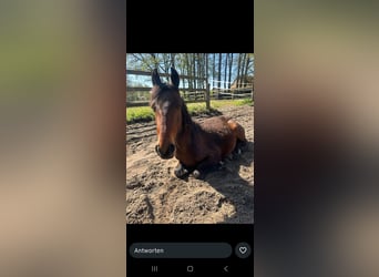 Sonstige Rassen Mix, Hengst, 2 Jahre, 135 cm, Brauner
