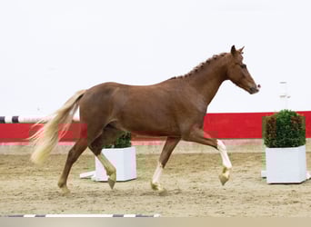 Sonstige Rassen, Hengst, 2 Jahre, 135 cm, Fuchs