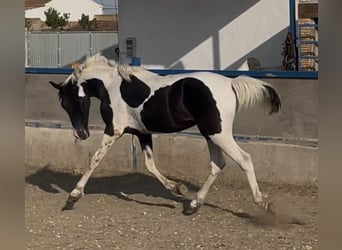 Sonstige Rassen, Hengst, 2 Jahre, 145 cm, Tobiano-alle-Farben