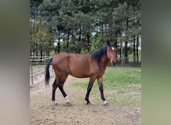 Sonstige Rassen, Hengst, 2 Jahre, 150 cm, Brauner