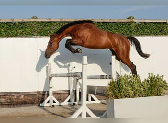 Sonstige Rassen, Hengst, 2 Jahre, 155 cm, Brauner
