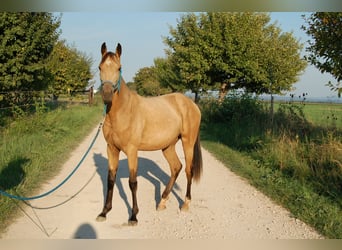 Sonstige Rassen, Hengst, 2 Jahre, 156 cm, Buckskin