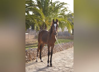 Sonstige Rassen, Hengst, 2 Jahre, 157 cm, Dunkelbrauner