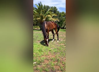 Sonstige Rassen, Hengst, 2 Jahre, 157 cm, Dunkelbrauner